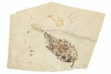 Fossil Leaves (Zelkova?) On Twig - France #254301-1